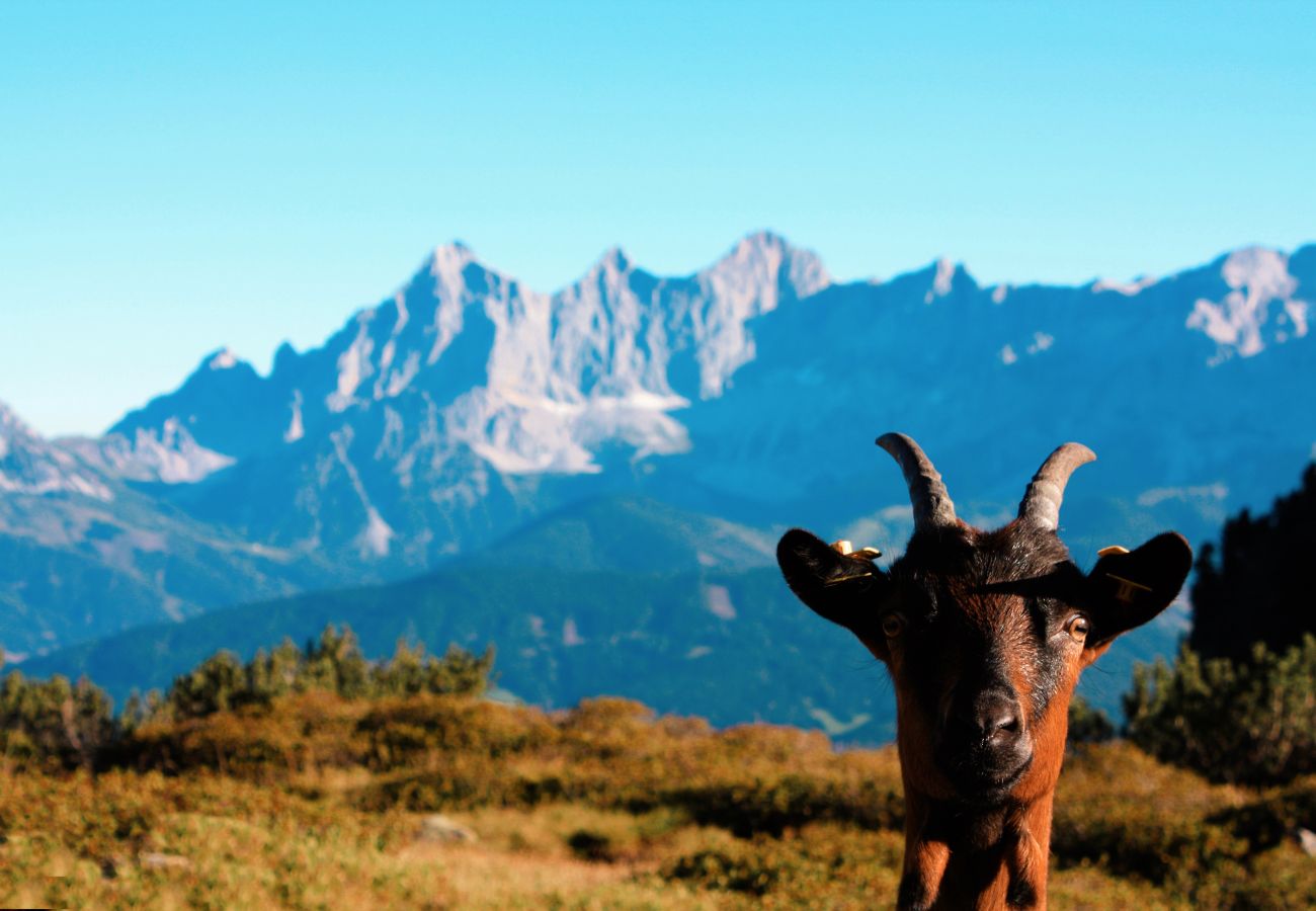 Cottage in Haus im Ennstal - CHILLHAUS Pear Mountain