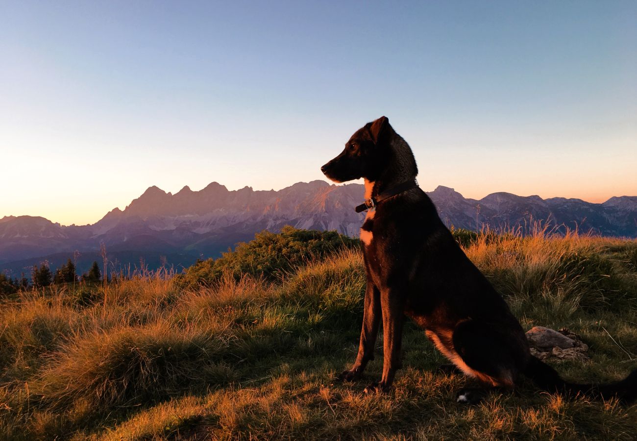 Cottage in Haus im Ennstal - CHILLHAUS Pear Mountain