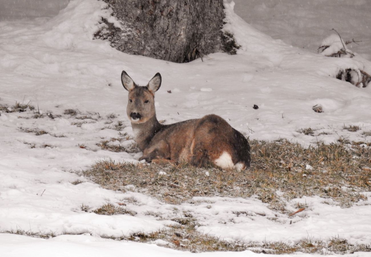 Landhaus in Haus im Ennstal - CHILLHAUS Pear Mountain