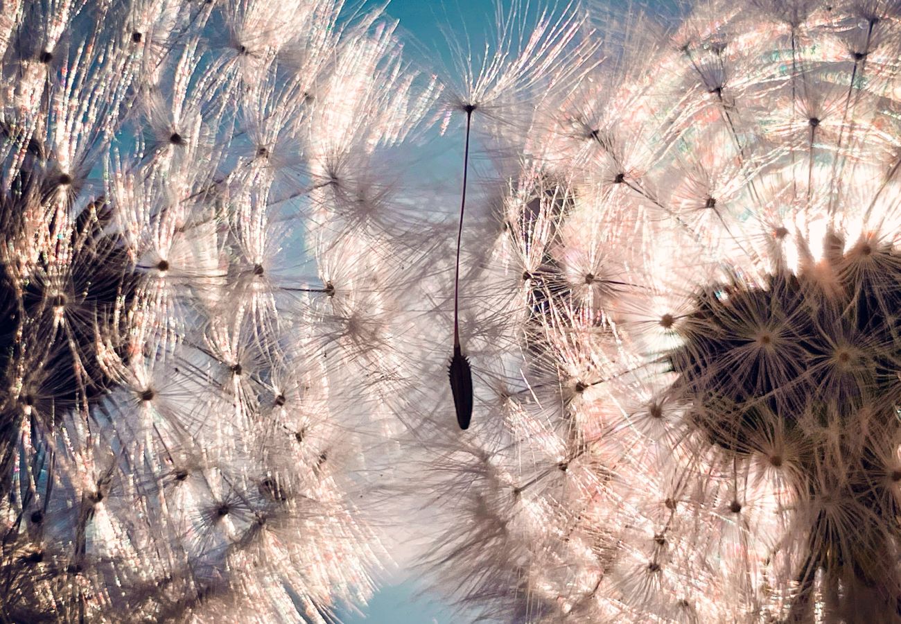 Landhaus in Haus im Ennstal - CHILLHAUS Pear Mountain