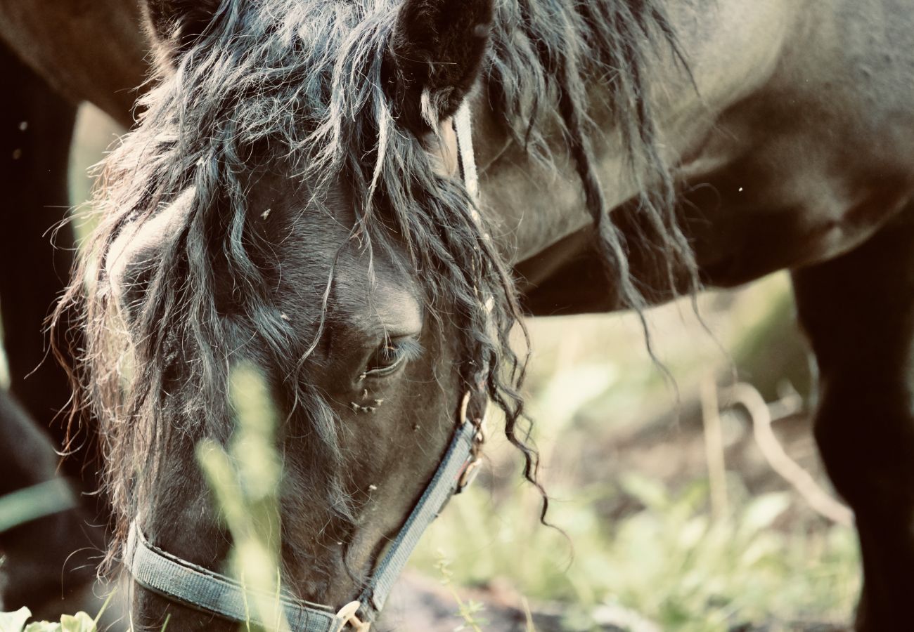 Landhaus in Haus im Ennstal - CHILLHAUS Pear Mountain