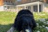 Chalet in Altaussee - Hideaway Chalets Loser - 1